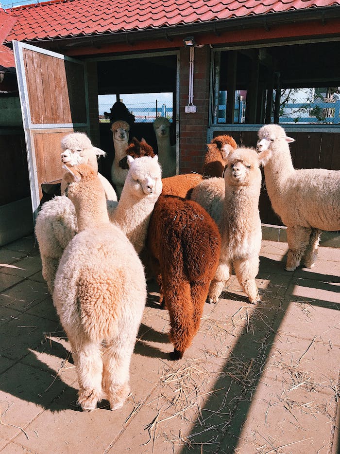 A group of fluffy alpacas basking in sunlight outside a farm building, showcasing vibrant wool colors.