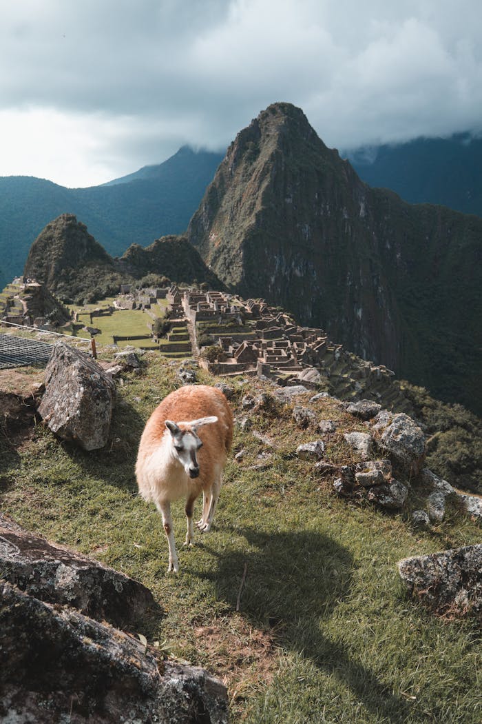 A llama grazing on the grassy slopes of Machu Picchu, overlooking ancient ruins and mountains.